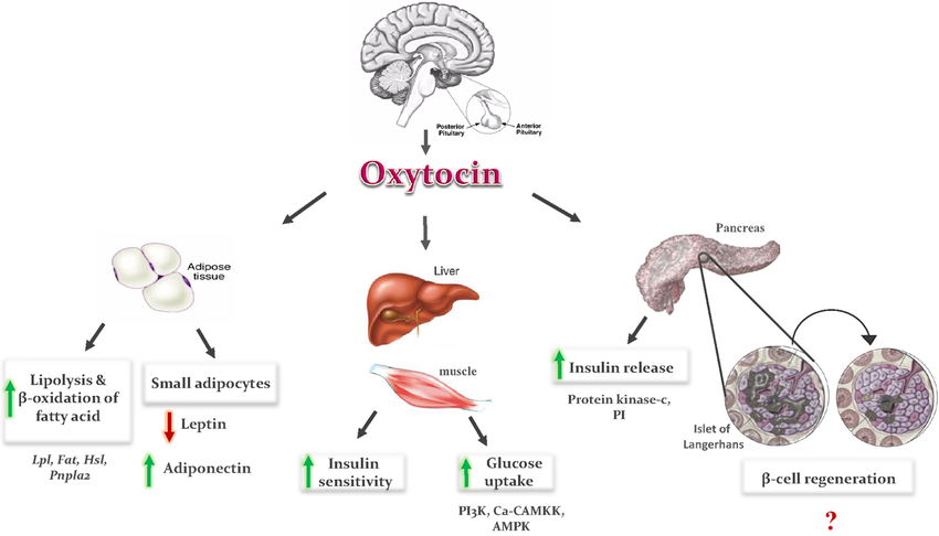 окситоцин